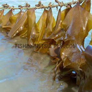 Kelp Net